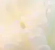 Holiima